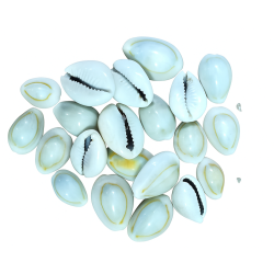 Buy Natural Cowrie Shells (Kawdi/Kaudi/Kodi) – Set of 21 for Laxmi Pooja with Free 24K Gold Polished Sri Yantra | Puja Samagri