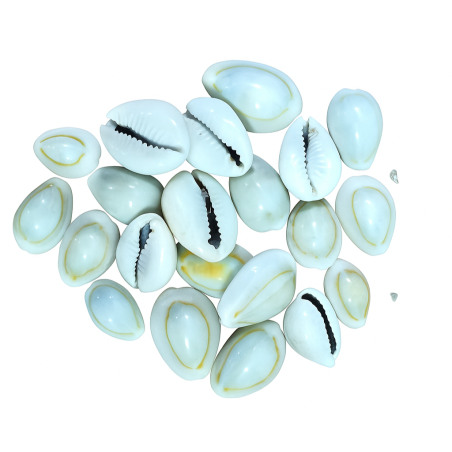 Buy Natural Cowrie Shells (Kawdi/Kaudi/Kodi) – Set of 21 for Laxmi Pooja with Free 24K Gold Polished Sri Yantra | Puja Samagri
